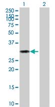 Anti-CD27 Mouse Polyclonal Antibody