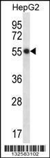 Anti-HEPACAM Rabbit Polyclonal Antibody (APC (Allophycocyanin))