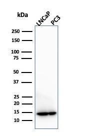 Western blot analysis of (Lane 1) LNCaP cell line lysate and (Lane 2) PC3 cell line lysate using Anti-MIF Antibody [MIF/3490]