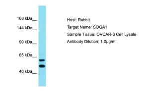 Anti-SOGA1 Rabbit Polyclonal Antibody