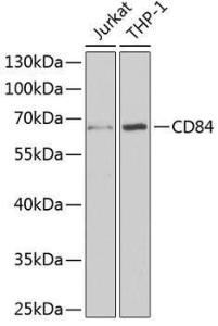 Western blot analysis of extracts of various cell lines, using Anti-CD84 Antibody (A9865) at 1:1,000 dilution. The secondary antibody was Goat Anti-Rabbit IgG H&L Antibody (HRP) at 1:10,000 dilution.