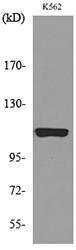 Anti-NLRP3 Rabbit Polyclonal Antibody