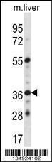 Anti-GPER1 Rabbit Polyclonal Antibody (Biotin)