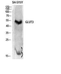 Western blot analysis of SH SY5Y cells using Anti-GLUT3 Antibody