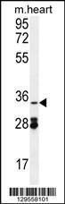 Anti-OXNAD1 Rabbit Polyclonal Antibody (Biotin)