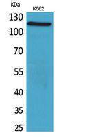 Anti-NLRP3 Rabbit Polyclonal Antibody