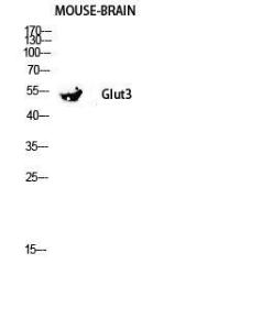 Western blot analysis of mouse kidney lysis using Anti-GLUT3 Antibody