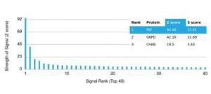 Analysis of protein array containing more than 19,000 full-length human proteins using Anti-MIF Antibody [MIF/3490]