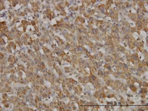 Anti-HAMP Mouse Monoclonal Antibody [clone: 1F9]