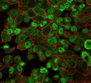 Immunofluorescent analysis of PFA-fixed HeLa cells stained with Anti-JAZF1 Antibody [PCRP-JAZF1-1C2] followed by Goat Anti-Mouse IgG (CF&#174; 488) (Green). CF&#174; 640A Phalloidin (Red).