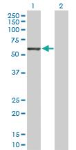 Anti-GRB10 Rabbit Polyclonal Antibody