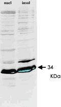 Anti-HNRNPA1 Mouse Monoclonal Antibody [clone: 9H10]