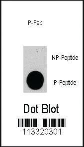 Anti-PIK3CG Rabbit Polyclonal Antibody