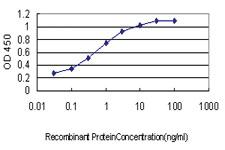 Anti-BIRC5 Mouse Monoclonal Antibody [clone: 5B10]