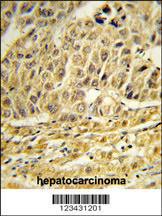 Anti-CCNB1IP1 Rabbit Polyclonal Antibody