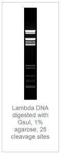 FERMER0461 - ENZYME GSUI 100 UNITS