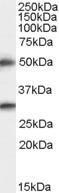 Anti-TMPRSS5 Antibody (A83817) staining (0.5 µg/ml) of Human Brain (Cerebral Cortex) lysate (RIPA buffer, 35 µg total protein per lane). Primary incubated for 1 hour. Detected by chemiluminescence