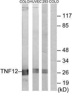 Western blot analysis of lysates from COLO205, HUVEC cells, and 293 cells using Anti-TNF12 Antibody. The right hand lane represents a negative control, where the antibody is blocked by the immunising peptide.