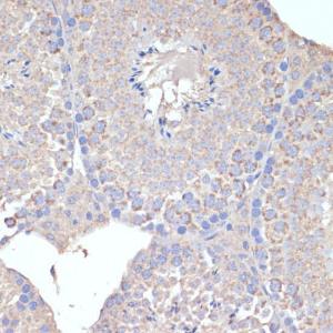 Immunohistochemistry analysis of paraffin-embedded mouse testis using Anti-COX5A Antibody (A9867) at a dilution of 1:100 (40X lens). Perform microwave antigen retrieval with 10 mM PBS buffer pH 7.2 before commencing with IHC staining protocol