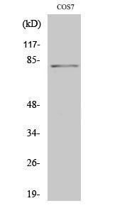 Anti-STAT4 Rabbit Polyclonal Antibody