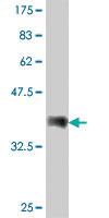 Anti-PCDHGA12 Mouse Polyclonal Antibody