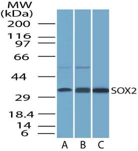 Anti-SOX2 Mouse Monoclonal Antibody [clone: 4G8]