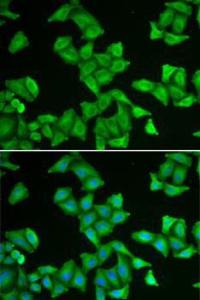 Immunofluorescence analysis of U2OS cells using Anti-COX5A Antibody (A9867). DAPI was used to stain the cell nuclei (blue)