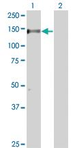 Anti-RAPGEF1 Mouse Monoclonal Antibody [clone: 3D10]