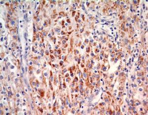 Anti-SOX2 Mouse Monoclonal Antibody [clone: 4G8]