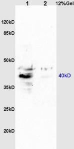 Anti-GPR15 Rabbit Polyclonal Antibody