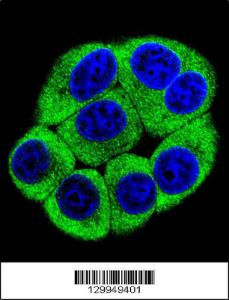 Anti-OR2T3 Rabbit Polyclonal Antibody (AP (Alkaline Phosphatase))