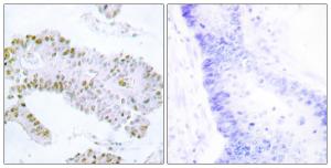 Antibody anti-ERF A98524-100 100 µg