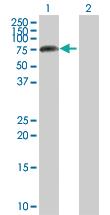 Anti-APLP2 Rabbit Polyclonal Antibody