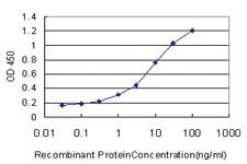 Anti-RAPGEF1 Mouse Monoclonal Antibody [clone: 3D10]