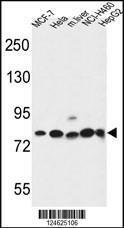 Anti-GPHN Rabbit Polyclonal Antibody (Biotin)