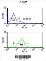 Anti-EIF3G Rabbit Polyclonal Antibody (APC (Allophycocyanin))