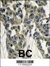 Anti-MLST8 Rabbit Polyclonal Antibody