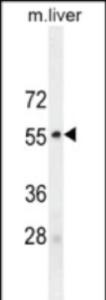 Anti-MAPK8 Rabbit Polyclonal Antibody