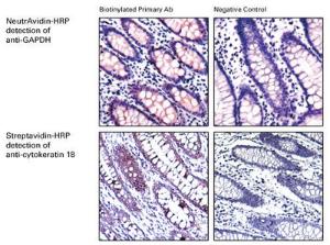 High sensitivity NeutrAvidin™ protein-HRP conjugate, Pierce™