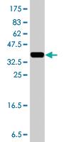 Anti-PRRX2 Mouse Polyclonal Antibody