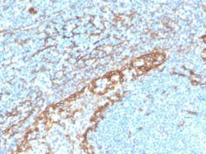 Immunohistochemical analysis of formalin-fixed, paraffin-embedded human tonsil using Anti-Podocalyxin Antibody [PDPN/4009R]