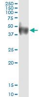 Anti-CD80 Rabbit Polyclonal Antibody