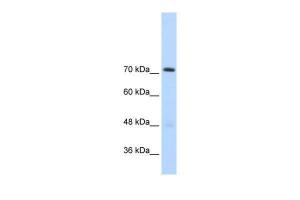 Anti-GTF2IRD1 Rabbit Polyclonal Antibody