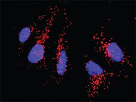 Anti-CD80 Mouse Monoclonal Antibody [clone: 1G1]