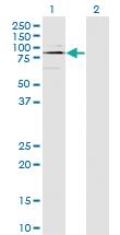 Anti-ODF2 Mouse Monoclonal Antibody [clone: 1A1]