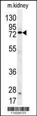 Anti-DDX53 Rabbit polyclonal antibody