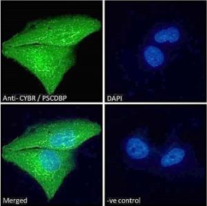 Anti-Cytohesin 1 Antibody (A83821) - Immunofluorescence analysis of paraformaldehyde fixed U251 cells, permeabilized with 0.15% Triton. Primary incubation 1hr (10µg/ml) followed by Alexa Fluor 488 secondary antibody (2µg/ml), showing strong cytoplasmic and weak nuclear staining.