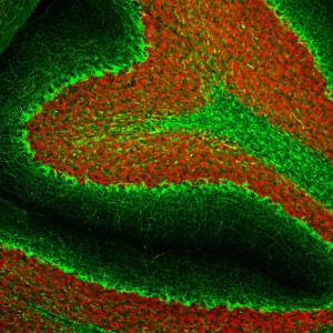 Immunohistological analysis of rat cerebellum section stained with Anti-Neurofilament Heavy Polypeptide Antibody [AH1] (A85340), dilution 1:2,000, in green, and co-stained with Anti-Fox3 Antibody (A85403), dilution 1:5,000, in red