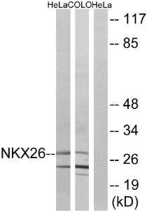 Anti-NKX26 antibody