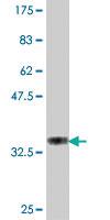 Anti-COL4A3BP Mouse Polyclonal Antibody